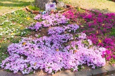 ギャラリーサムネイル：芝桜の写真